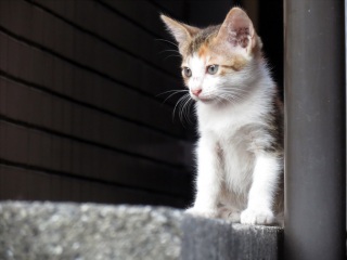 pussy cat