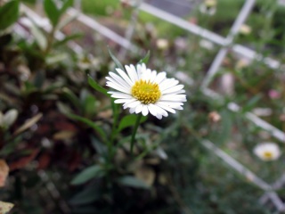 fCW[