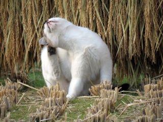 ȂL