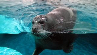 AUV