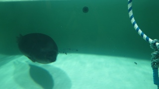 AUV2
