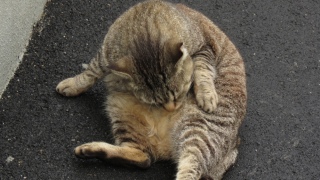 L